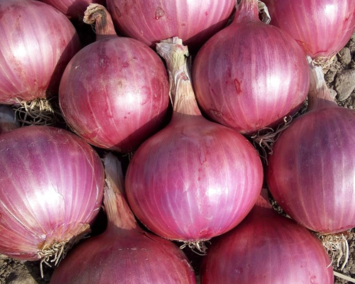 Onion