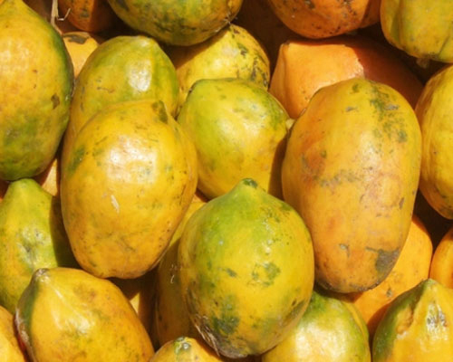 Papaya