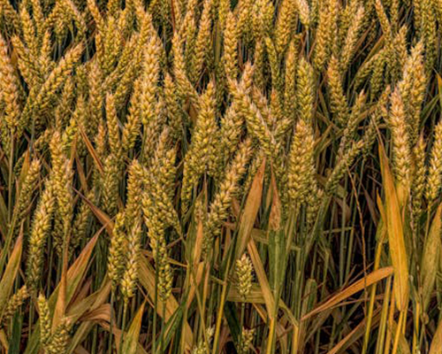 Wheat